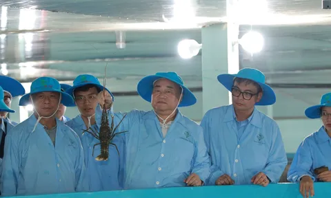 Hướng đến phát triển nghề nuôi tôm hùm bền vững tại Phú Yên