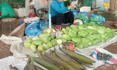 Quả núc nác - Món quà của núi rừng