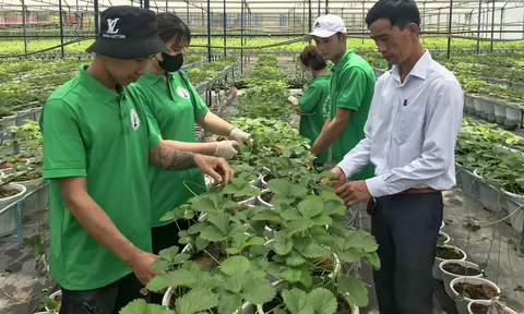 Những “Khu vườn xanh, sạch, đẹp, an toàn” ở Đà Lạt