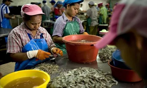 Thái Lan gia hạn lưu trú cho lao động nhập cư từ Myanmar, Lào, Campuchia và Việt Nam