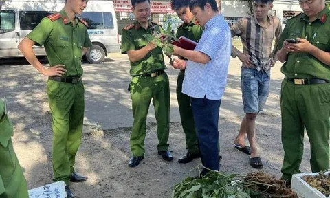 Kon Tum: thu giữ 40 kg sâm Ngọc Linh giả ngay tại “thủ phủ” sâm Ngọc Linh thật