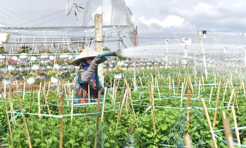 Nông dân Dương Sơn điều chỉnh giá hoa Tết, phát triển dịch vụ du lịch