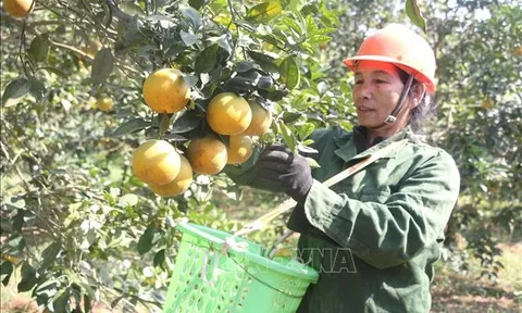Lan tỏa thương hiệu "cam Vinh"