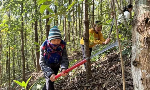 Điện Biên: Nông nghiệp vượt khó, giữ nhịp tăng trưởng bền vững