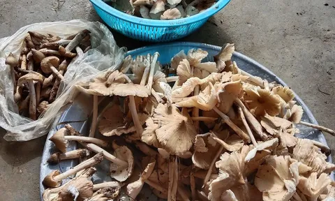 Mùa nấm mối