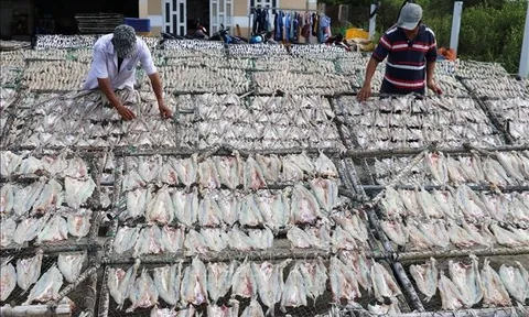 Làng nghề cá khô Vàm Láng nhộn nhịp sản xuất vụ Tết
