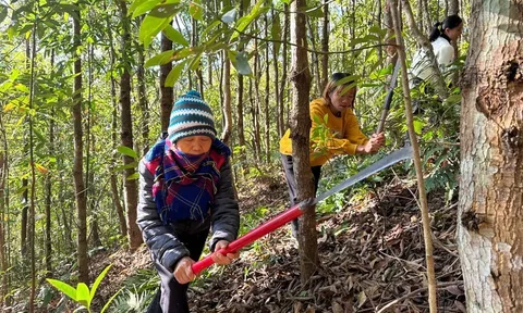 Điện Biên nỗ lực phòng chống cháy rừng