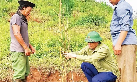 Tuần Giáo chú trọng phát triển cây mắc-ca