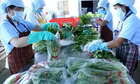 Phát triển kinh tế tập thể, hợp tác xã thông qua các chính sách thuế​