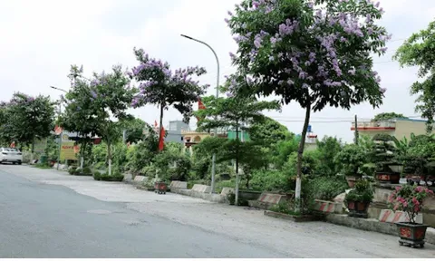 Hoa Bằng Lăng - Món ăn bài thuốc quý