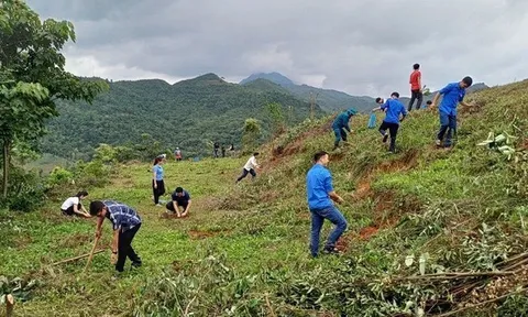 Nậm Pồ hỗ trợ hộ nghèo trồng rừng: Hướng đi bền vững cho phát triển kinh tế