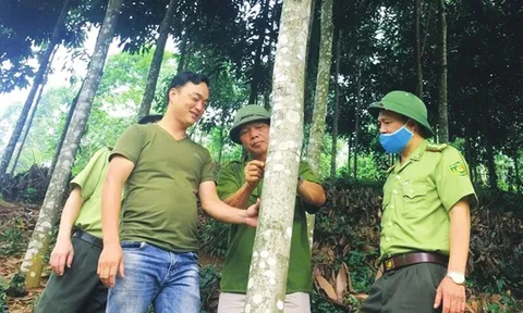 Thái Nguyên: Tăng cường lãnh đạo toàn diện trong công tác quản lý, bảo vệ và phát triển rừng