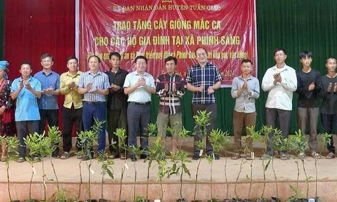 Huyện Tuần Giáo (Điện Biên):  Hỗ trợ cây giống Mắc – ca cho các gia đình dân tộc thiểu số ở Phình Sáng