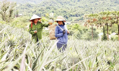 Câu chuyện thành công của người H’Mông ở Mường Nhà