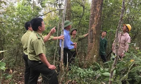 Bắc Giang: Rừng tiếp tục được bảo vệ và phát triển