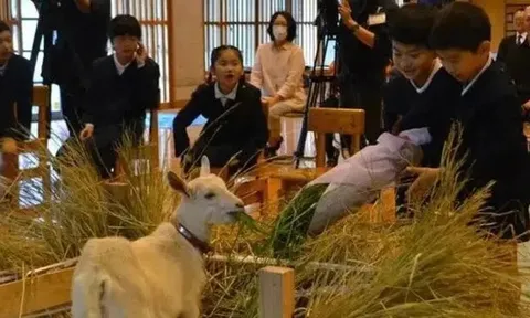 Lý do kỳ lạ khiến trường học Nhật Bản nhận chú dê vào nhập học