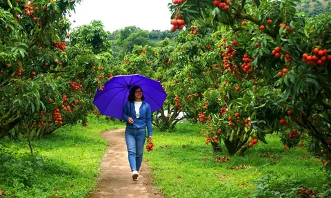 Bắc Giang: “Trái ngọt” nông thôn mới trên mảnh đất “thủ phủ vải thiều”