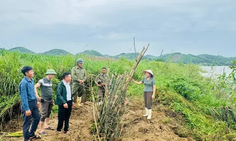 Nghệ An: Trồng tre ven sông để chống sạt lở và tạo cảnh quan tại xã Anh Sơn Đông