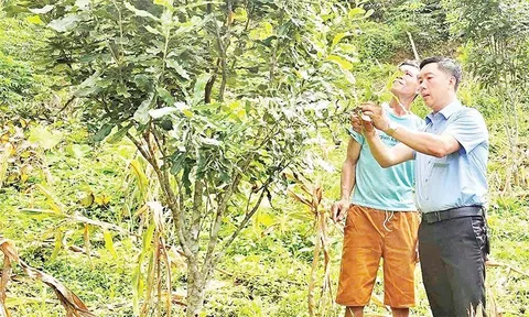 Sáng Nhè chuyển đổi cây trồng, hướng tới vùng sản xuất mắc-ca, cà-phê