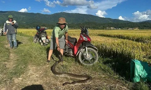 Điện Biên: Kiểm lâm và người dân xã Thanh An thả cá thể trăn gấm quý hiếm về rừng tự nhiên