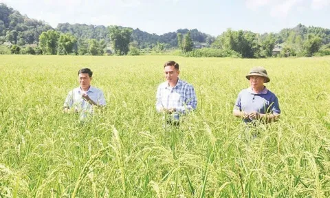 Điện Biên phát huy giá trị nguồn gen cây trồng bản địa, hướng tới nông nghiệp đặc sản bền vững