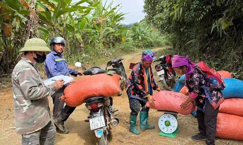 Điện Biên công nhận 40.200 cây cà-phê chè Catimor tại Quài Tở là cây đầu dòng