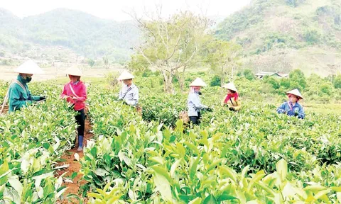 Những bông hoa thầm lặng tỏa hương giữa đại ngàn Tây Bắc