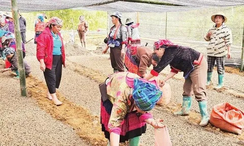 Tủa Thàng gieo hy vọng từ cây cà phê