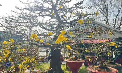 Văn Giang rộn ràng sắc xuân từ những vườn cây cảnh