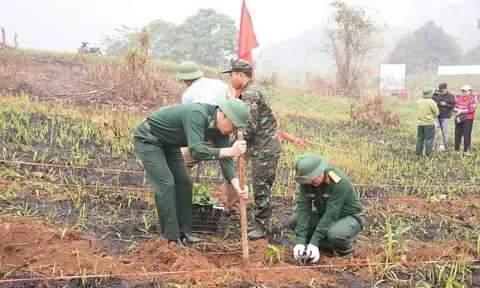 Bộ đội Điện Biên xuống đồng, chung tay cùng người dân trồng cà phê, mắc ca