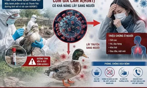 Phát hiện vi-rút cúm A(H5N1) trên đàn vịt, Điện Biên khẩn trương siết chặt phòng dịch