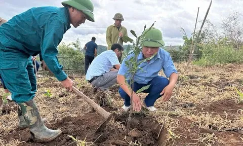 Tìa Dình đẩy mạnh phát triển cà‑phê, mắc‑ca, tạo động lực giảm nghèo bền vững