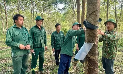 Chăm lo người lao động, Cao-su Điện Biên giữ vững đà tăng trưởng và vị thế tiêu biểu