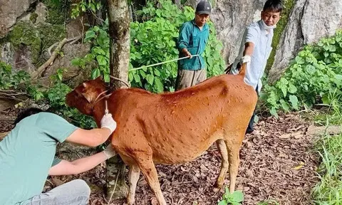 Điện Biên siết chặt biện pháp khống chế bệnh viêm da nổi cục trên bò