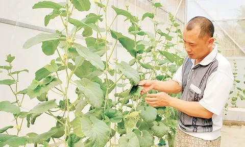 Điện Biên đẩy mạnh sản xuất nông nghiệp sạch, bền vững