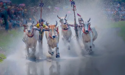 An Giang: Hội đua bò Bảy Núi sẽ diễn ra vào ngày 20/9