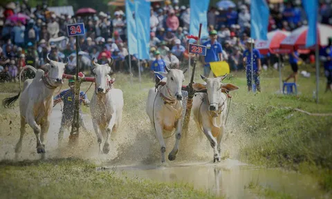 An Giang: Tưng bừng Hội Đua bò Bảy Núi 2025