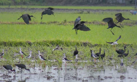 An Giang: Nhiều loài chim hiếm xuất hiện trong mùa nước nổi 2025