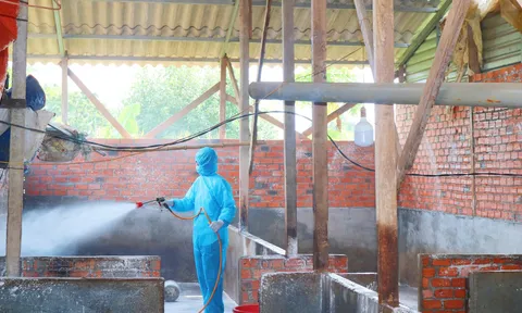 Đắk Lắk: Phát hiện kịp thời ổ dịch tả lợn Châu Phi. tại xã Ea Kao
