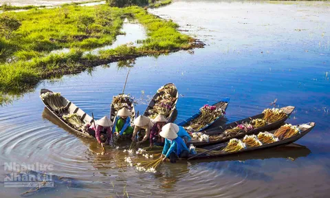 Ngọt ngào hương sắc bông súng mùa nước nổi
