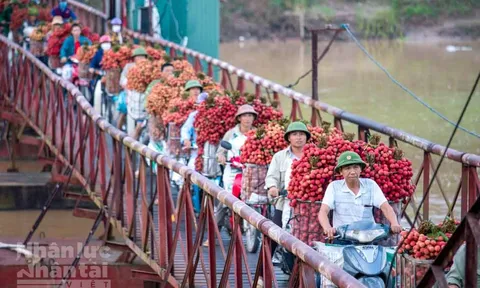 Rộn ràng mùa vải thiều Lục Ngạn