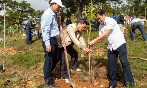 Đà Lạt tiếp tục trồng thêm 6.500 cây mai anh đào