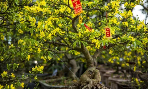 Xuân về chiêm ngưỡng một loài hoa