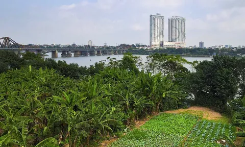 Thực trạng nông nghiệp bãi bồi sông Hồng tại Hà Nội