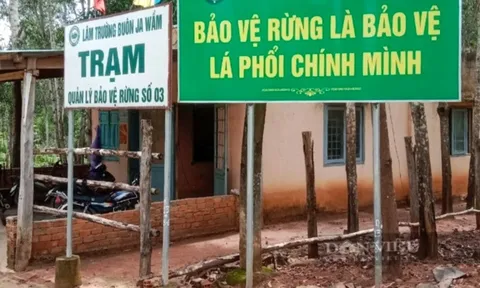 Đắk Lắk: Một nhân viên quản lý bảo vệ rừng bị hành hung đến nhập viện