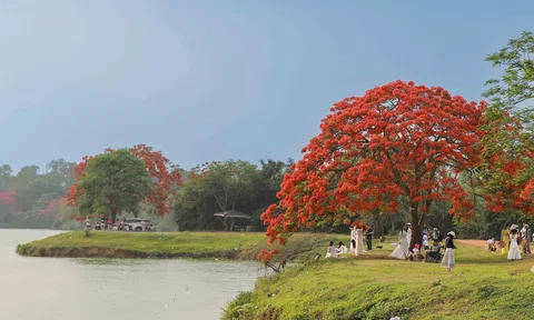 Ngắm cây phượng vĩ đang gây “bão” tại Đông Anh, Hà Nội