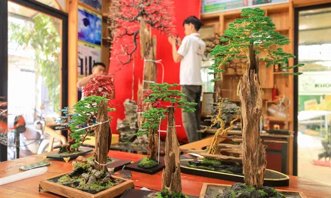 Tuyệt tác Trầm hương Bonsai xứ Quảng