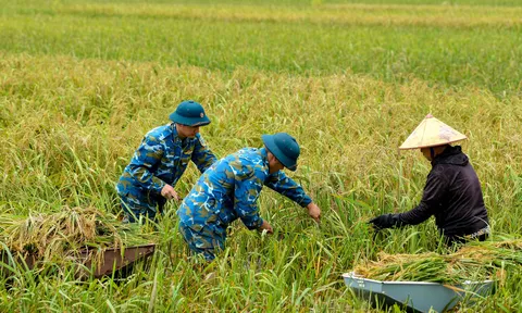 Bộ đội tên lửa ngâm mình cứu lúa giúp dân