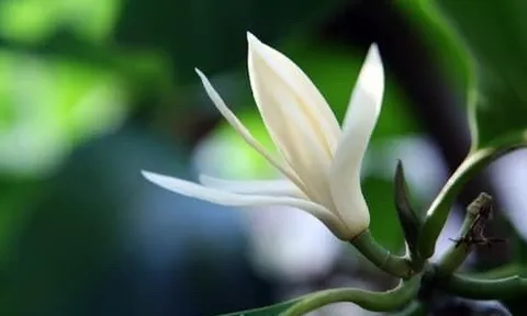 Hoa Ngọc Lan và Hà Nội!