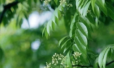 Ký ức mùa hoa Sấu